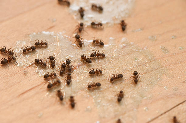 Insect Control in Chebanse, IL