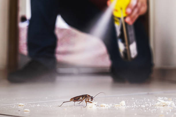 Best Affordable Pest Control Services  in Chebanse, IL